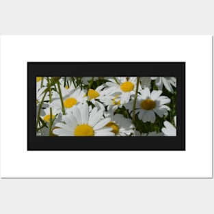 A Field of Daisies Posters and Art